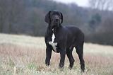 DOGUE ALLEMAND 712